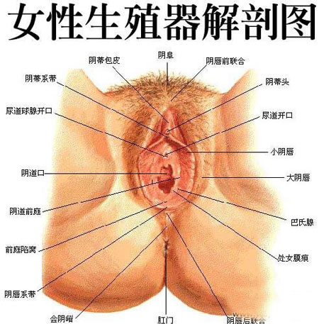 女性生理構造結構圖,女性生理構造結構圖實踐研究解析說明及戰(zhàn)略版應用探討,實地分析數據設計_GM版34.95.35