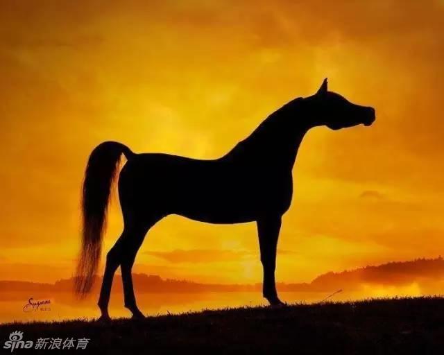 一馬中特內部免費公開資料一,一馬中特內部免費公開資料與創新性方案解析——運動版,收益成語分析定義_云版77.91.64