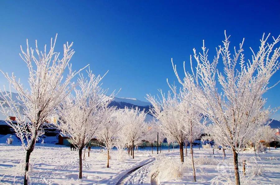 新疆雪后現(xiàn)大地之樹