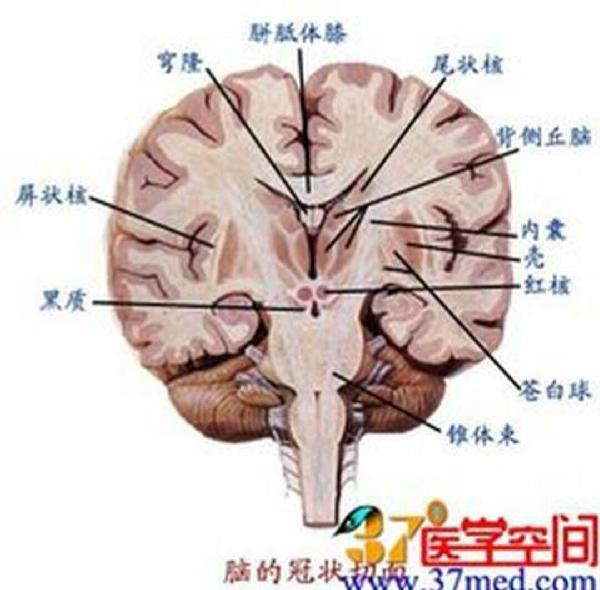 淚點低可能是大腦神經太發達