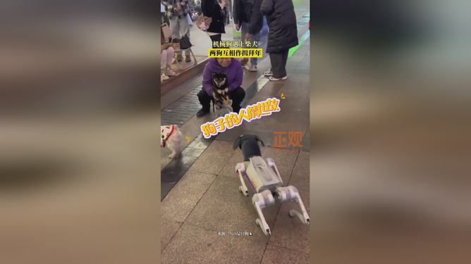 機器狗遇柴犬 “兩狗”互相拜年