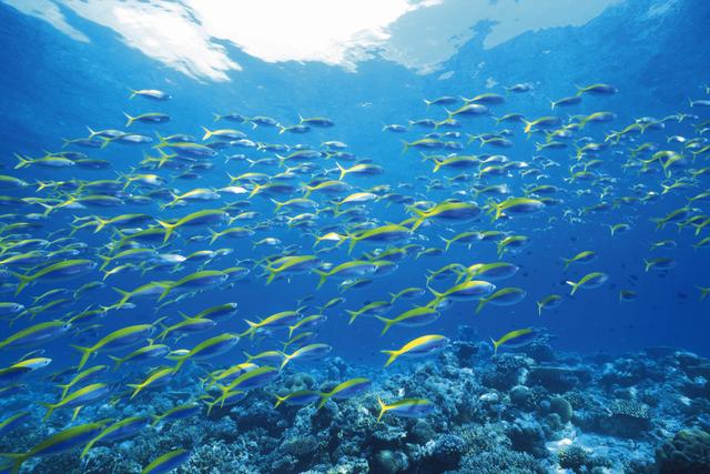 海洋公園回應躺著睡覺的魚死亡