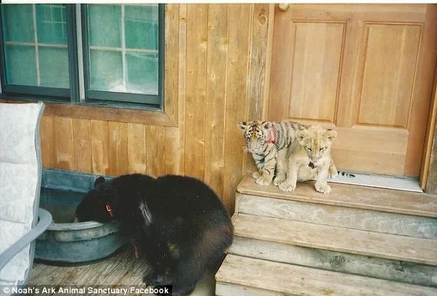 動物園小老虎被迫營業按下爪印掛歷