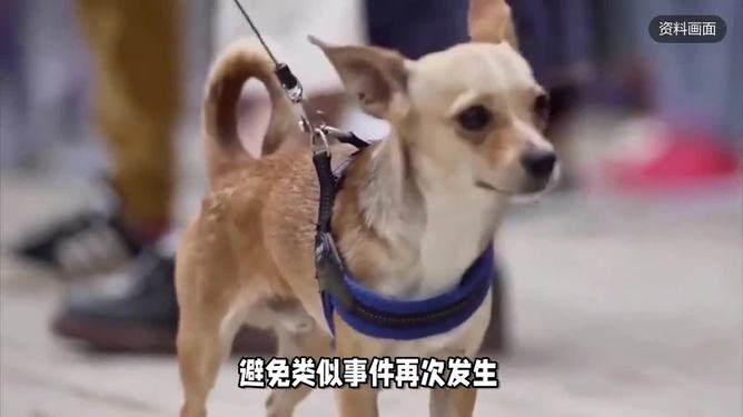 母女公園內被4條大型犬撕咬